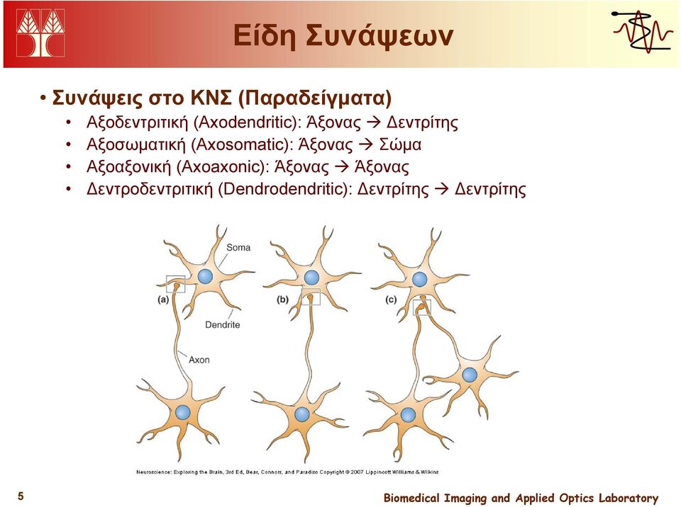 Αξοσωματική (Axosomatic): Άξονας Σώμα Αξοαξονική