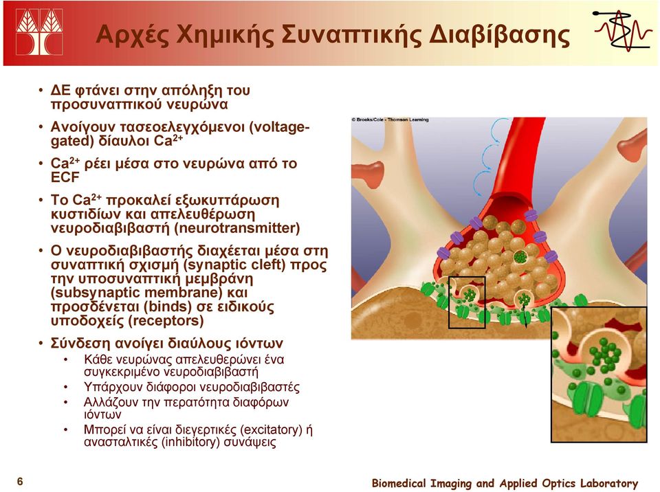 την υποσυναπτική μεμβράνη (subsynaptic membrane) και προσδένεται (binds) σε ειδικούς υποδοχείς (receptors) Σύνδεση ανοίγει διαύλους ιόντων Κάθε νευρώνας απελευθερώνει ένα