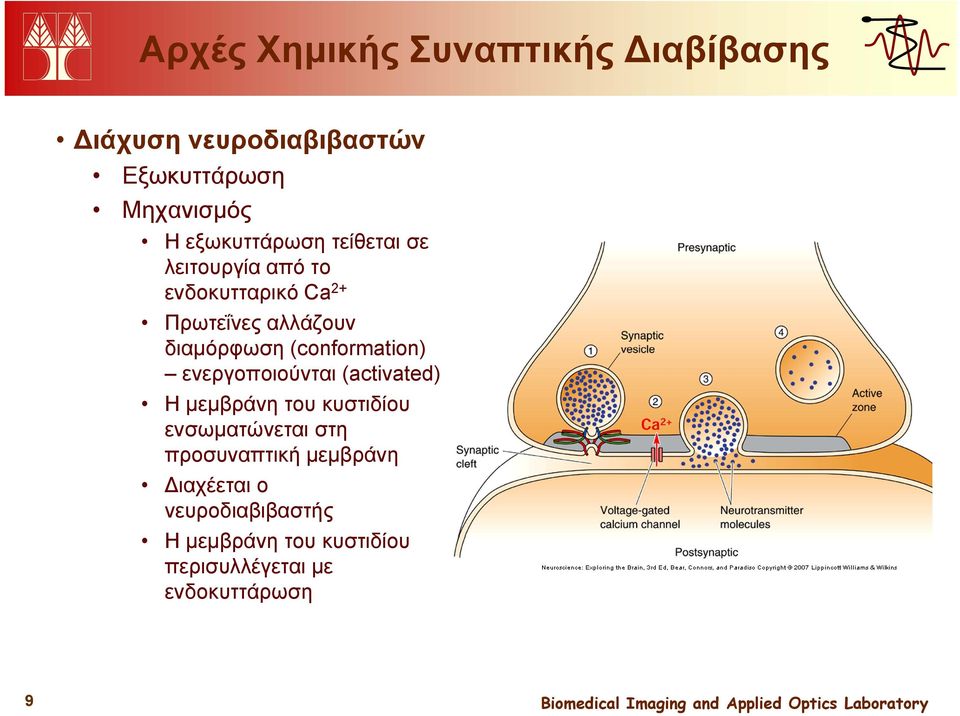 (conformation) ενεργοποιούνται (activated) Η μεμβράνη του κυστιδίου ενσωματώνεται στη