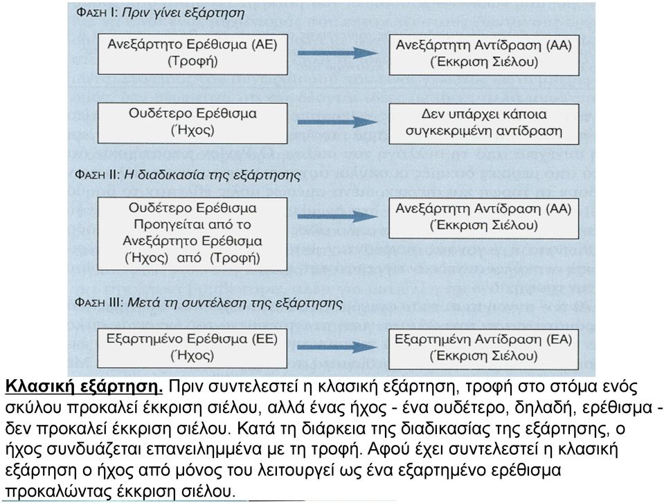 ήχος - ένα ουδέτερο, δηλαδή, ερέθισµα - δεν προκαλεί έκκριση σιέλου.