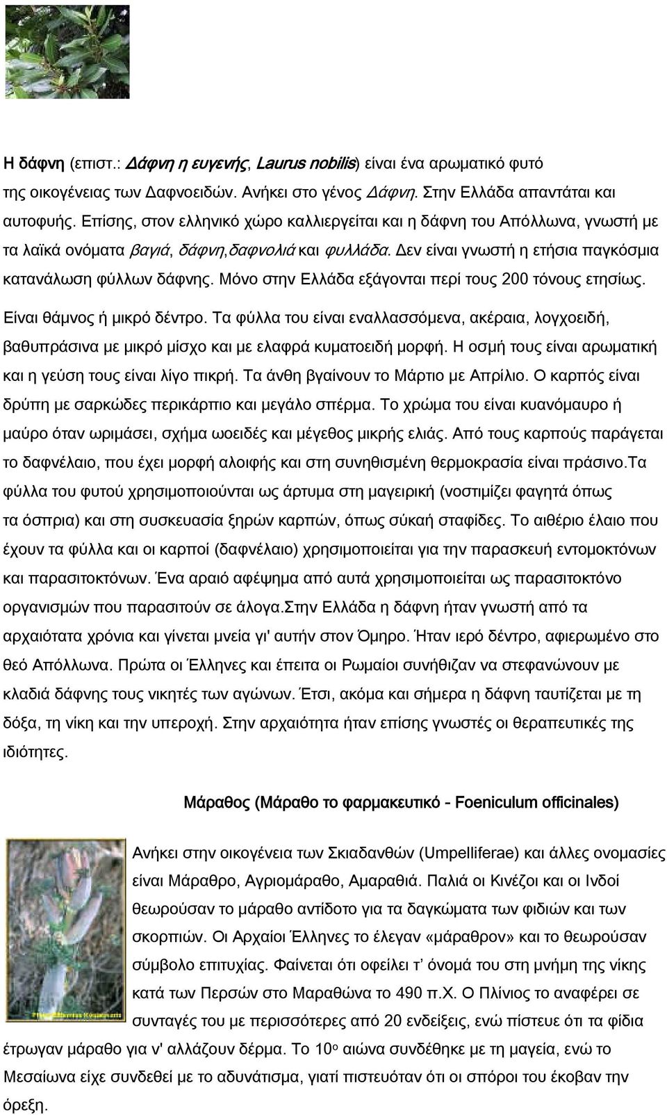 Μόνο στην Ελλάδα εξάγονται περί τους 200 τόνους ετησίως. Είναι θάμνος ή μικρό δέντρο. Τα φύλλα του είναι εναλλασσόμενα, ακέραια, λογχοειδή, βαθυπράσινα με μικρό μίσχο και με ελαφρά κυματοειδή μορφή.