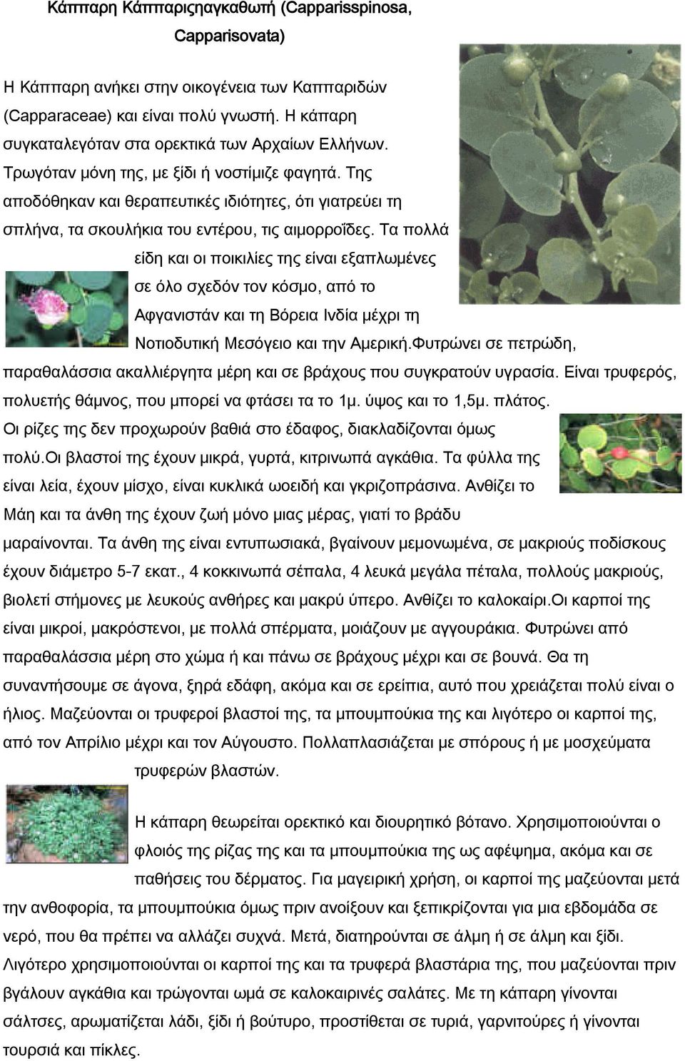 Της αποδόθηκαν και θεραπευτικές ιδιότητες, ότι γιατρεύει τη σπλήνα, τα σκουλήκια του εντέρου, τις αιμορροΐδες.