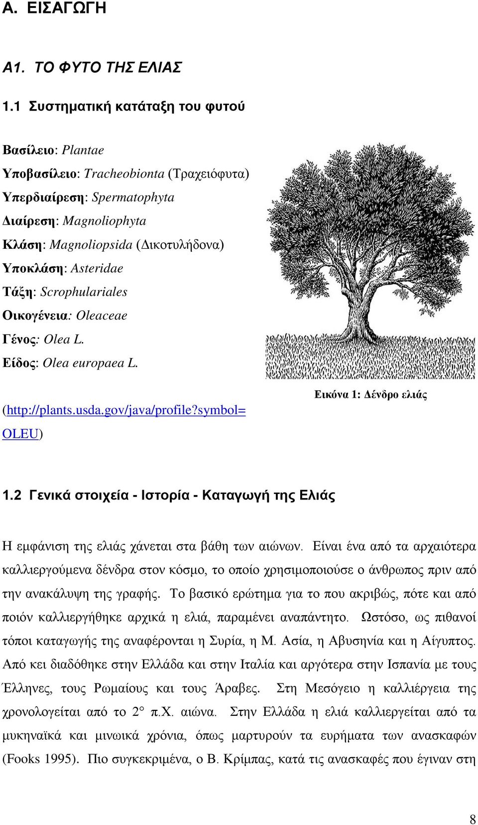 Τάξη: Scrophulariales Οικογένεια: Oleaceae Γένος: Olea L. Είδος: Olea europaea L. (http://plants.usda.gov/java/profile?symbol= OLEU) Εικόνα 1: Δένδρο ελιάς 1.