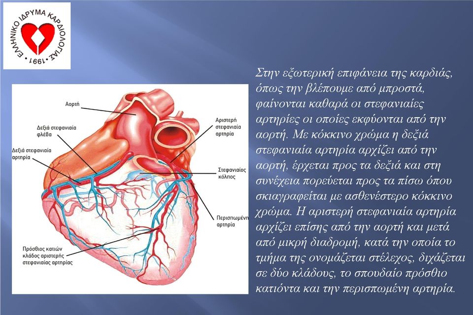 Με κόκκινο χρώμα η δεξιά στεφανιαία αρτηρία αρχίζει από την αορτή, έρχεται προς τα δεξιά και στη συνέχεια πορεύεται προς τα πίσω όπου