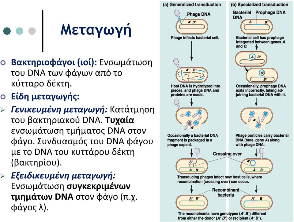 Τυχαία ενσωμάτωση τμήματος DNA στον φάγο.