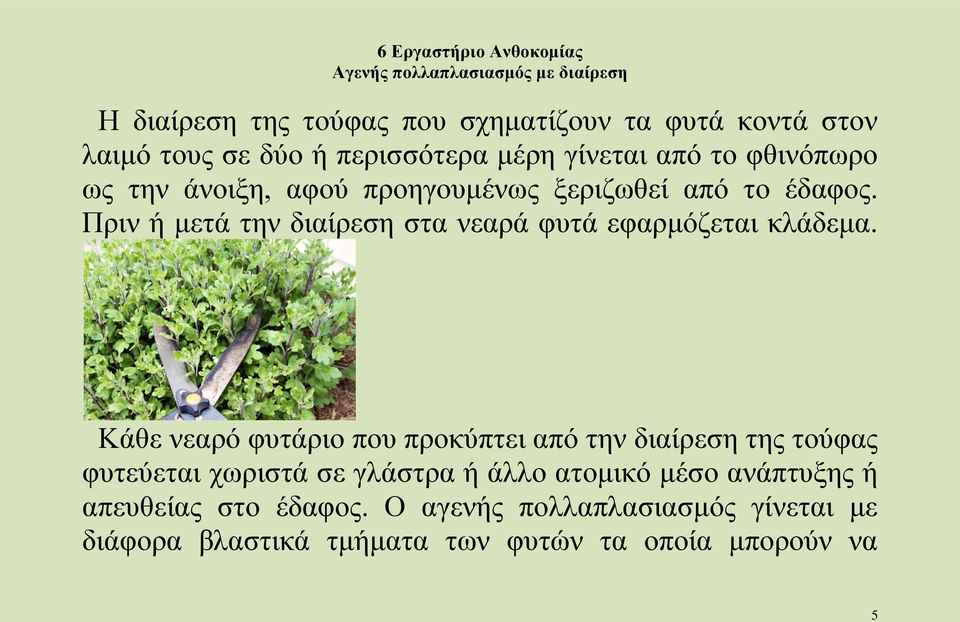 Κάθε νεαρό φυτάριο που προκύπτει από την διαίρεση της τούφας φυτεύεται χωριστά σε γλάστρα ή άλλο ατομικό μέσο