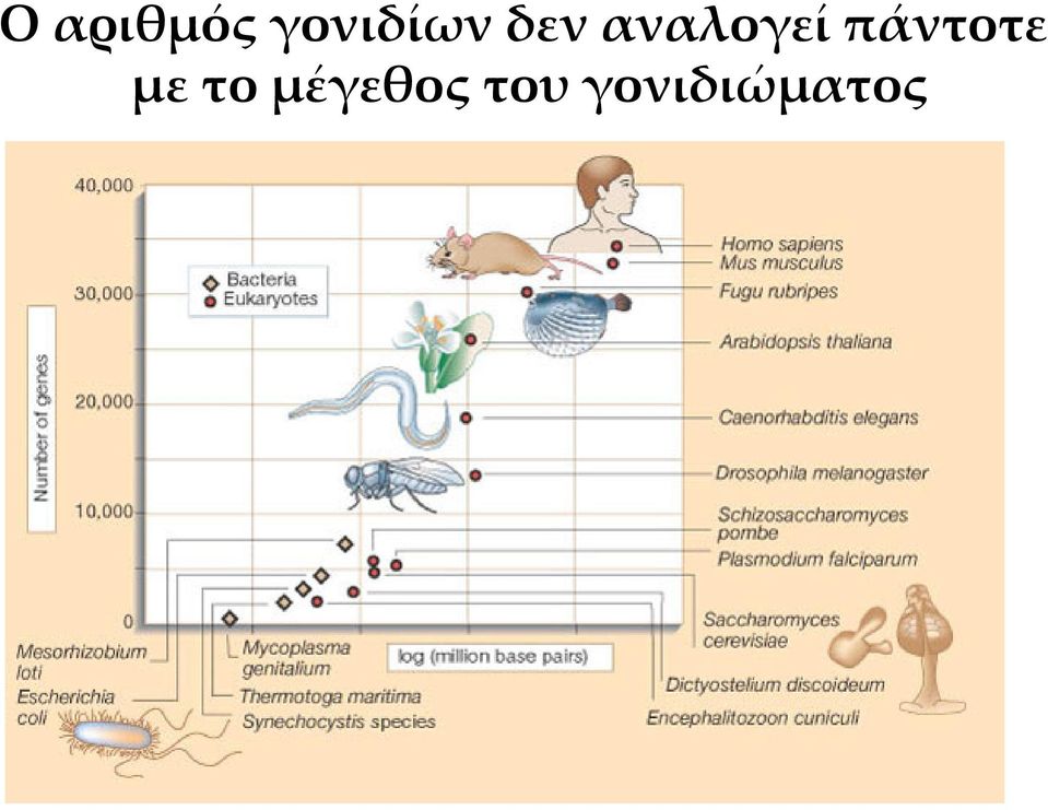 αναλογεί πάντοτε