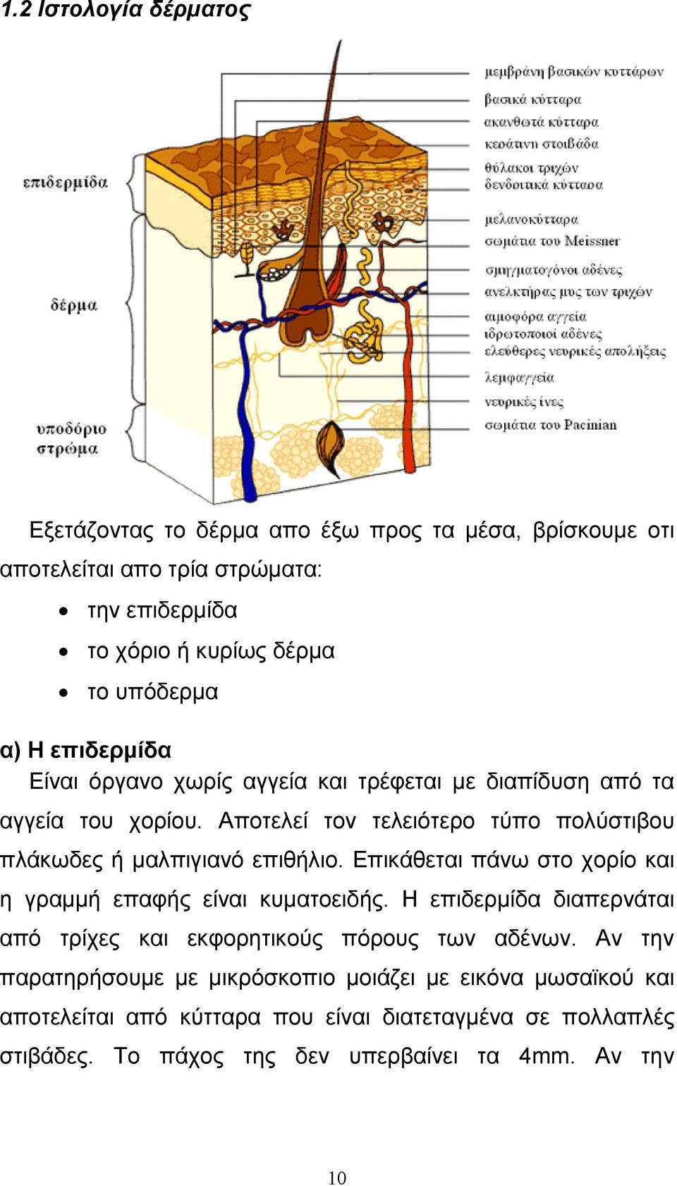 Αποτελεί τον τελειότερο τύπο πολύστιβου πλάκωδες ή µαλπιγιανό επιθήλιο. Επικάθεται πάνω στο χορίο και η γραµµή επαφής είναι κυµατοειδής.