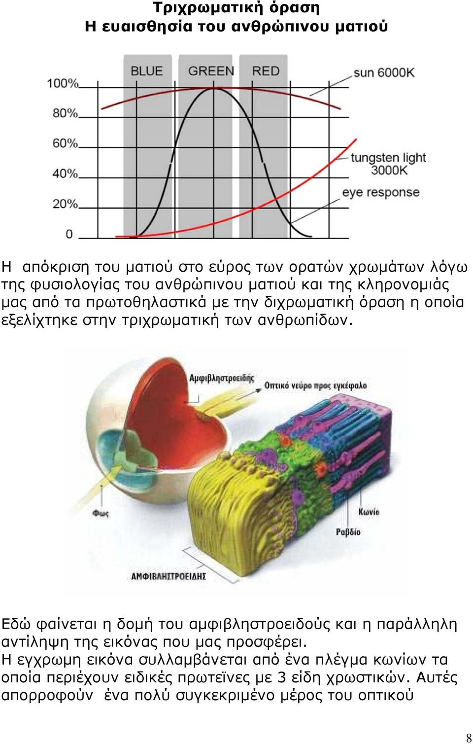 ανθρωπίδων. Εδώ φαίνεται η δομή του αμφιβληστροειδούς και η παράλληλη αντίληψη της εικόνας που μας προσφέρει.