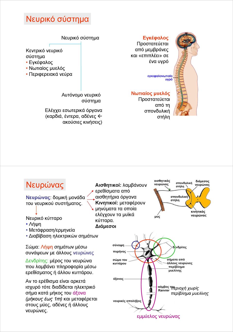Νευρικό κύτταρο Λήψη Μετάφραση/ερμηνεία Διαβίβαση ηλεκτρικών σημάτων Αισθητικοί: λαμβάνουν ερεθίσματα από αισθητήρια όργανα Κινητικοί: μεταφέρουν μηνύματαταοποία ελέγχουν τα μυϊκά κύτταρα.