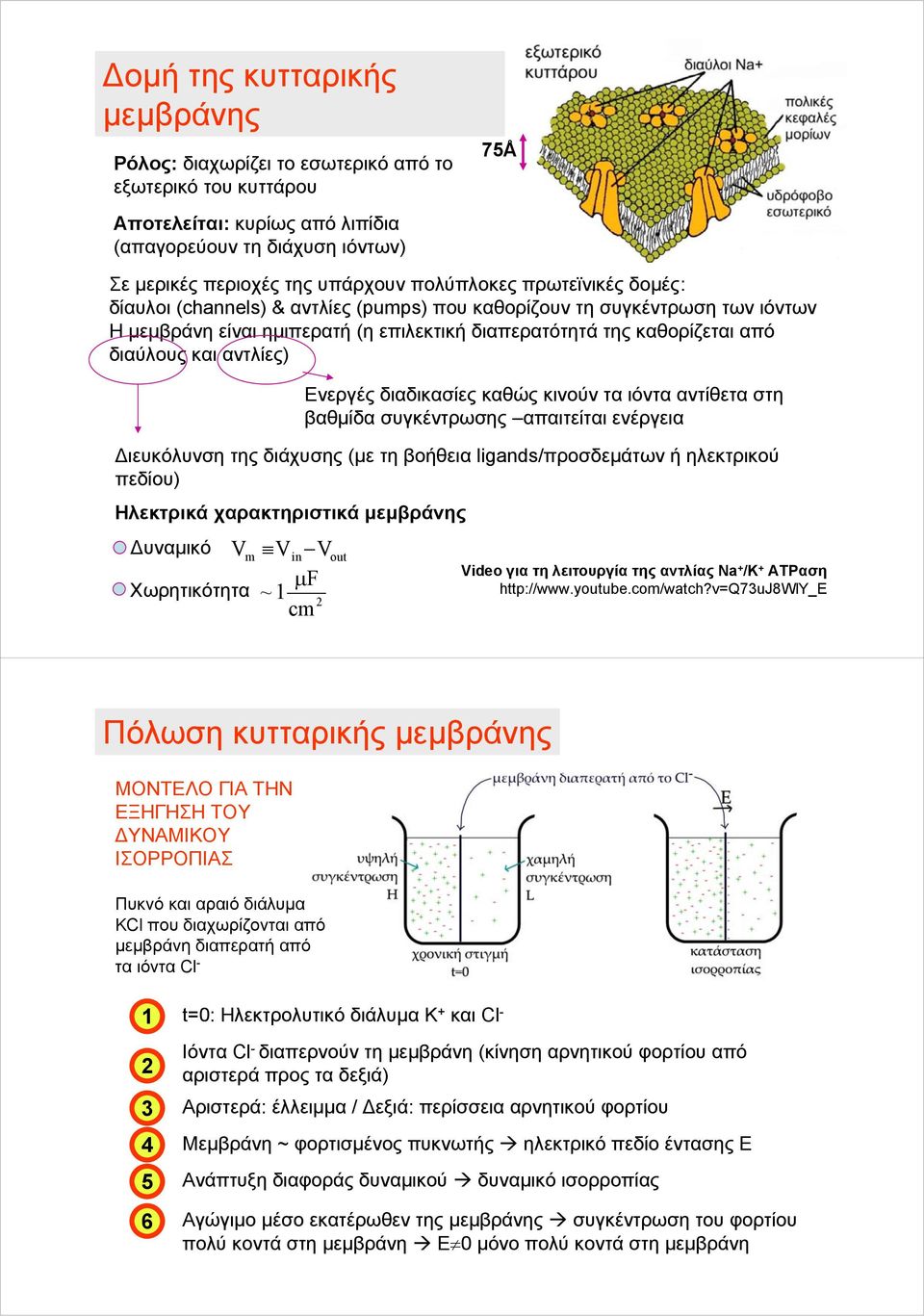 αντλίες) Διευκόλυνση της διάχυσης (με τη βοήθεια ligands/προσδεμάτων ή ηλεκτρικού πεδίου) Ηλεκτρικά χαρακτηριστικά μεμβράνης Δυναμικό V Χωρητικότητα m Vin V F ~ 1 μ 2 cm Ενεργές διαδικασίες καθώς