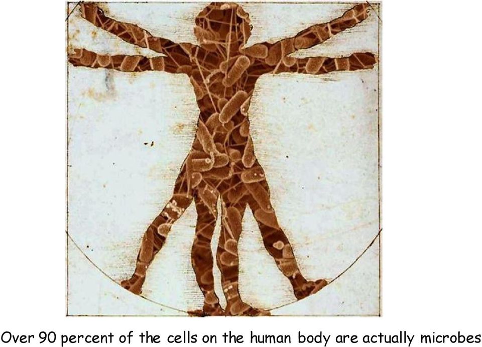 the human body