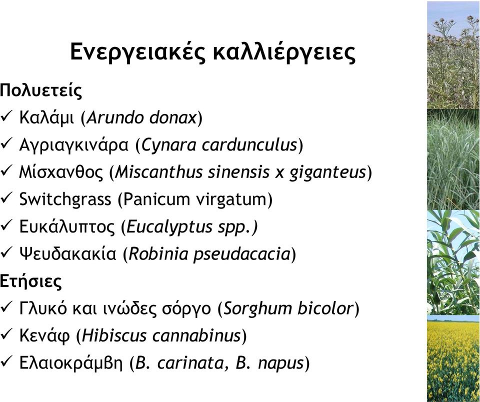 virgatum) Ευκάλυπτος (Eucalyptus spp.