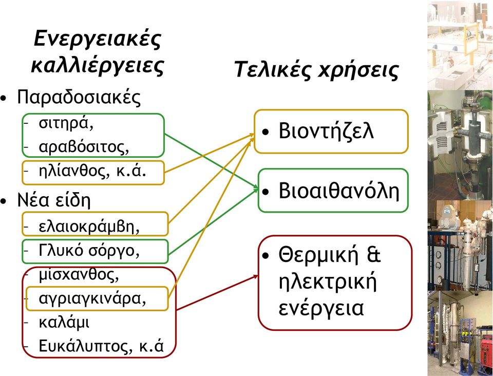 Νέα είδη ελαιοκράµβη, Γλυκό σόργο, µίσχανθος,