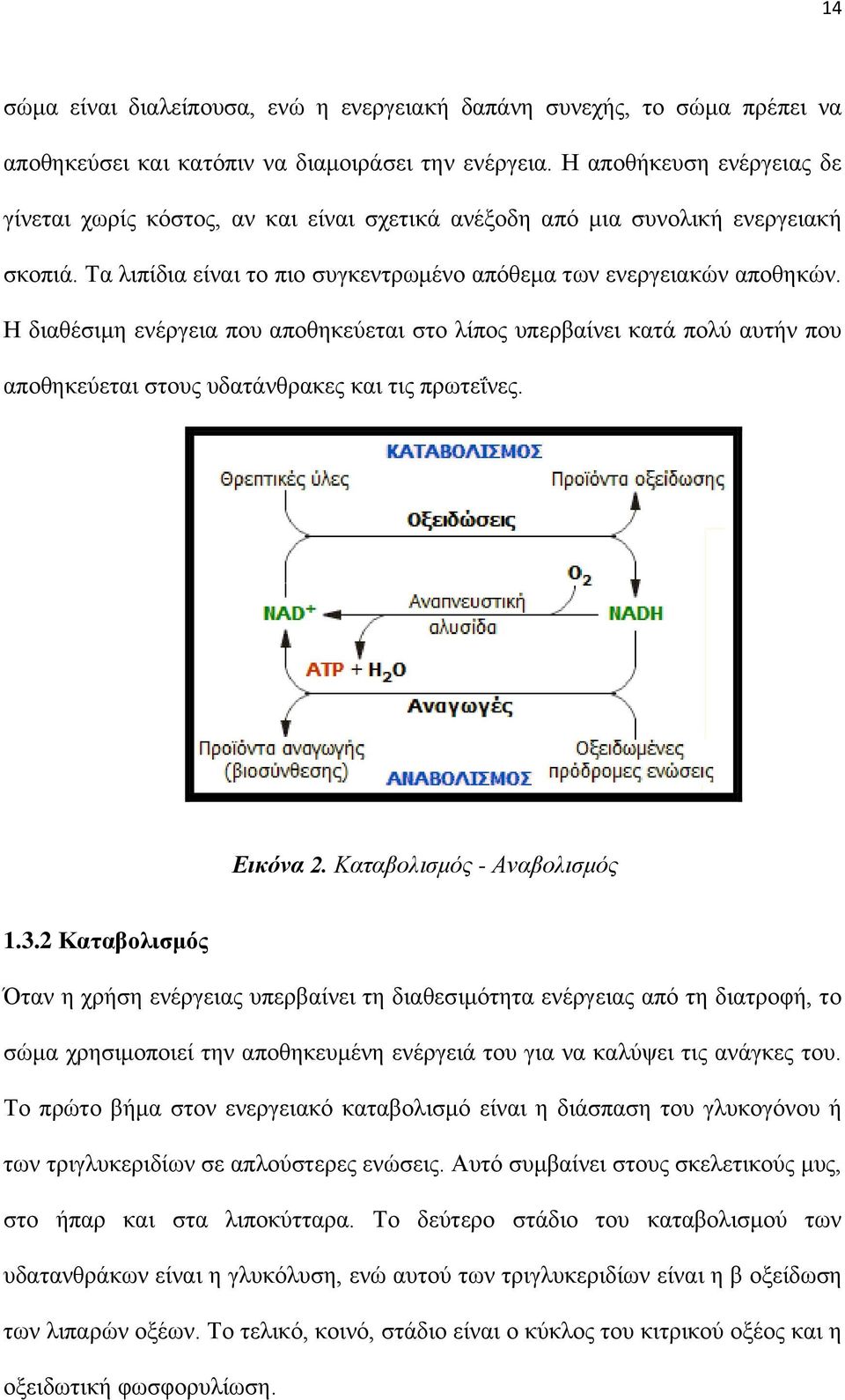 Η διαθέσιμη ενέργεια που αποθηκεύεται στο λίπος υπερβαίνει κατά πολύ αυτήν που αποθηκεύεται στους υδατάνθρακες και τις πρωτεΐνες. Εικόνα 2. Καταβολισμός - Αναβολισμός 1.3.