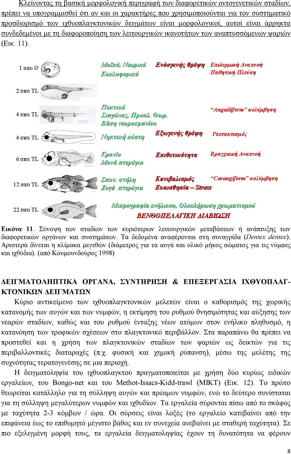 Σύνοψη των σταδίων των κυριότερων λειτουργικών μεταβάσεων ή ανάπτυξης των διαφορετικών οργάνων και συστημάτων. Τα δεδομένα αναφέρονται στη συναγρίδα (Dentex dentex).