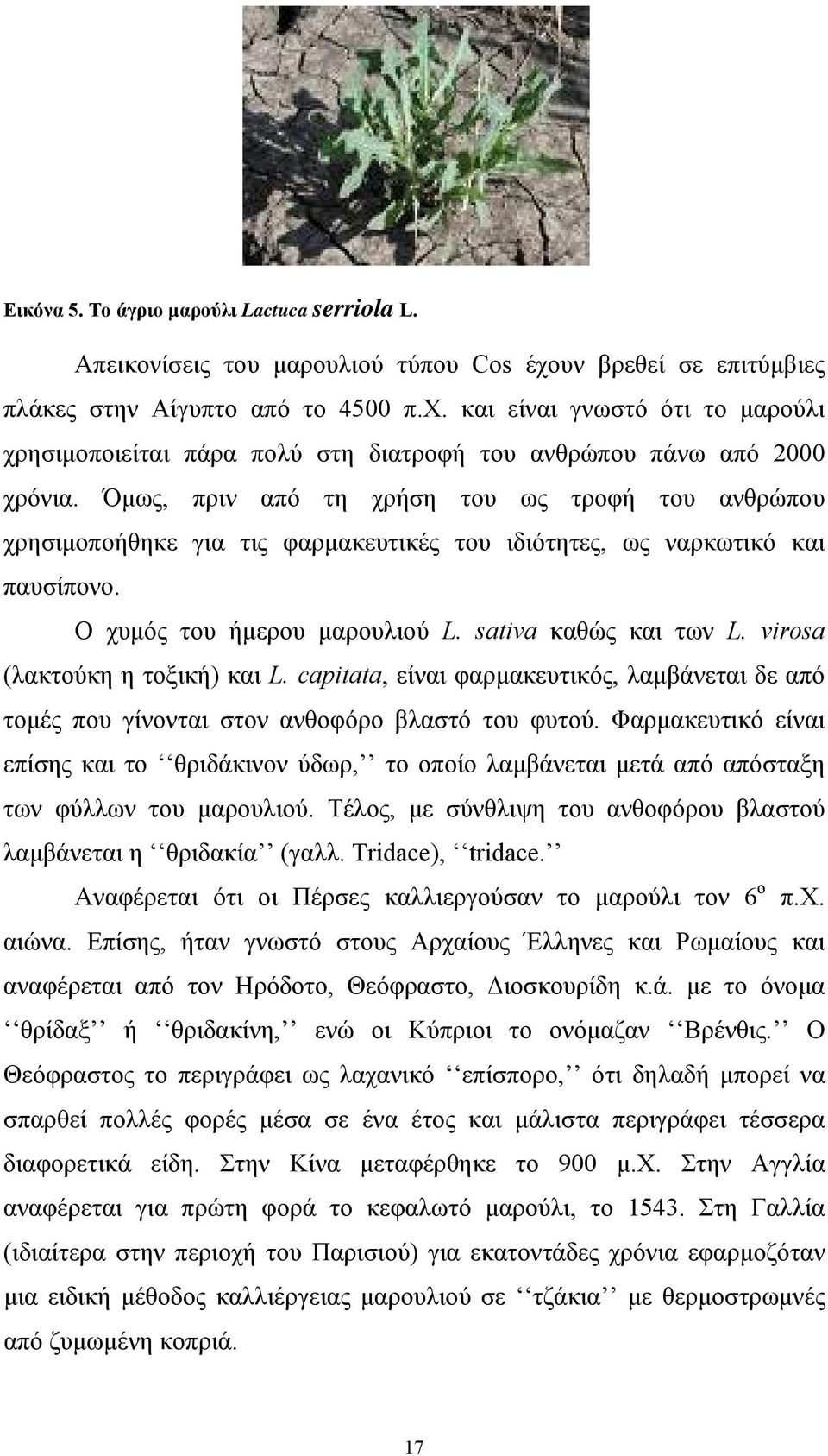 virosa (λακτούκη η τοξική) και L. capitata, είναι φαρμακευτικός, λαμβάνεται δε από τομές που γίνονται στον ανθοφόρο βλαστό του φυτού.