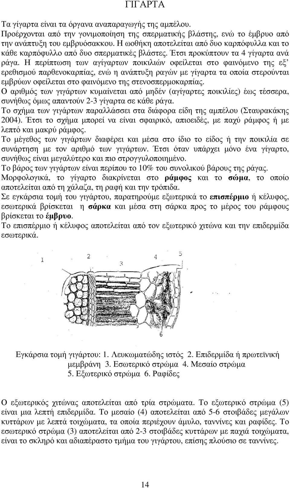 Η περίπτωση των αγίγαρτων ποικιλιών οφείλεται στο φαινόµενο της εξ ερεθισµού παρθενοκαρπίας, ενώ η ανάπτυξη ραγών µε γίγαρτα τα οποία στερούνται εµβρύων οφείλεται στο φαινόµενο της στενοσπερµοκαρπίας.