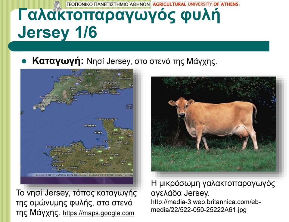 Το νησί Jersey, τόπος καταγωγής της ομώνυμης φυλής, στο στενό της 