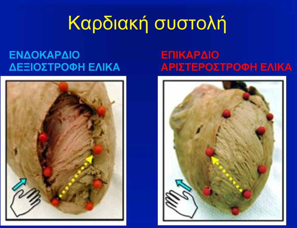 ΔΕΞΙΟΣΤΡΟΦΗ ΕΛΙΚΑ