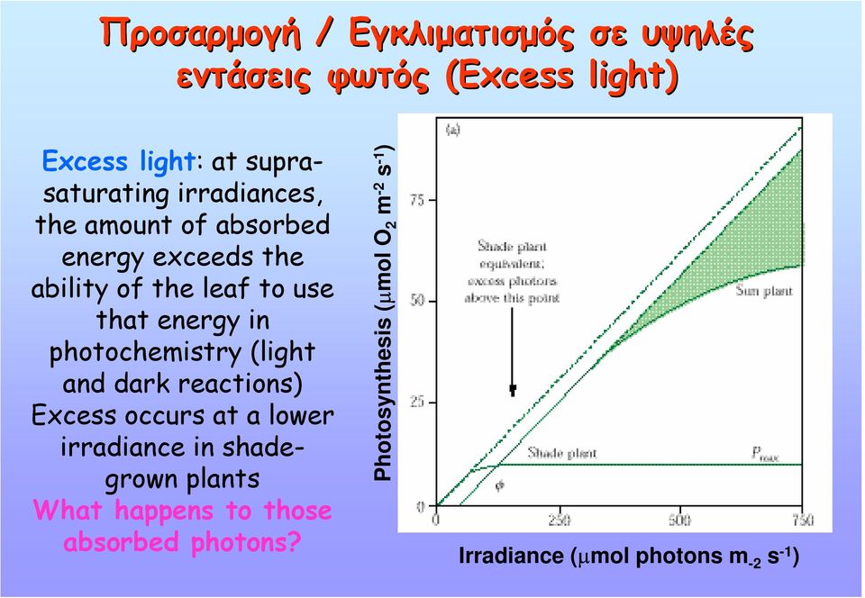 photochemistry (light and dark reactions) Excess occurs at a lower irradiance in shadegrown plants