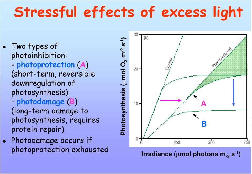 damage to photosynthesis, requires protein repair) Photodamage occurs if