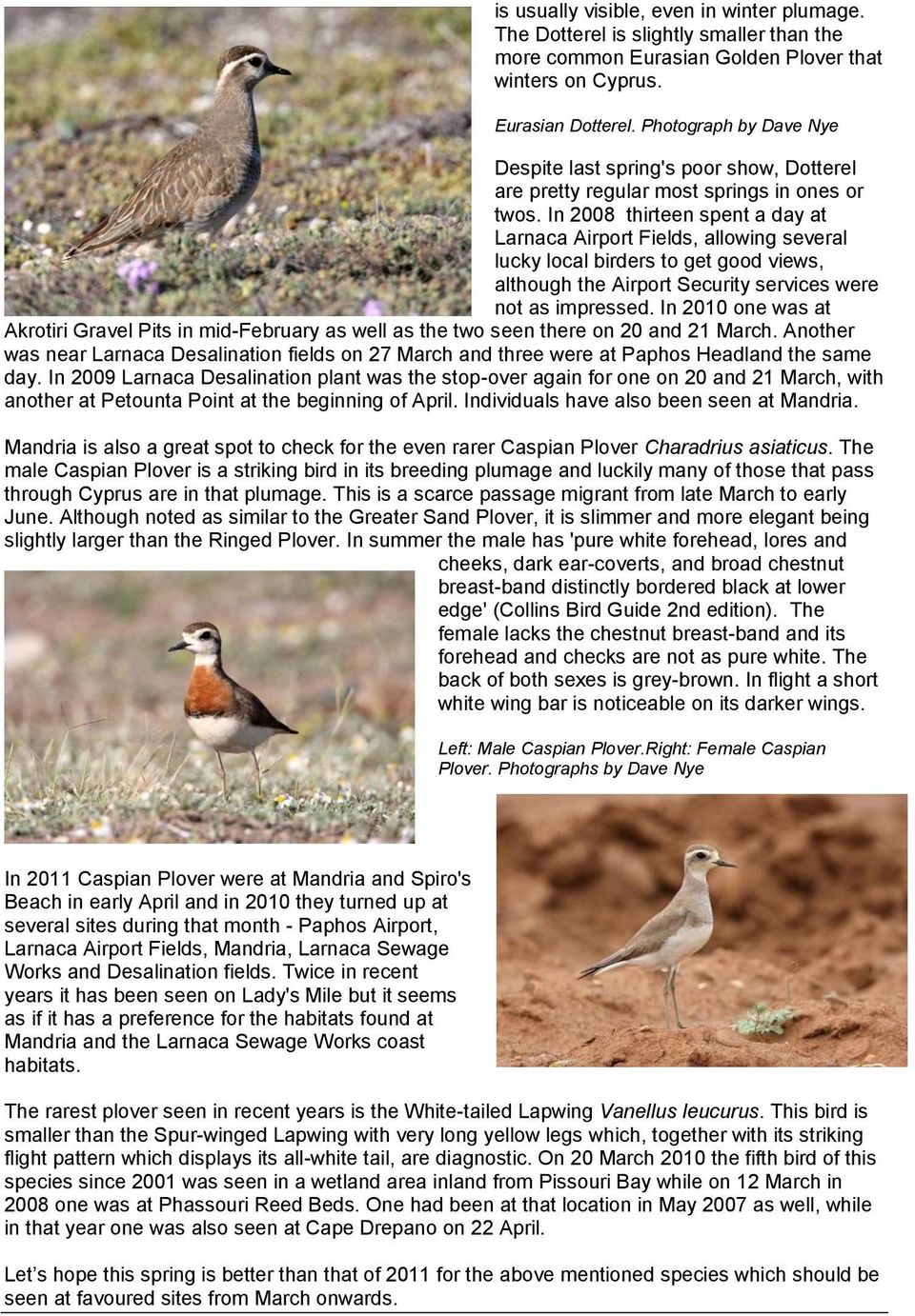 In 2008 thirteen spent a day at Larnaca Airport Fields, allowing several lucky local birders to get good views, although the Airport Security services were not as impressed.