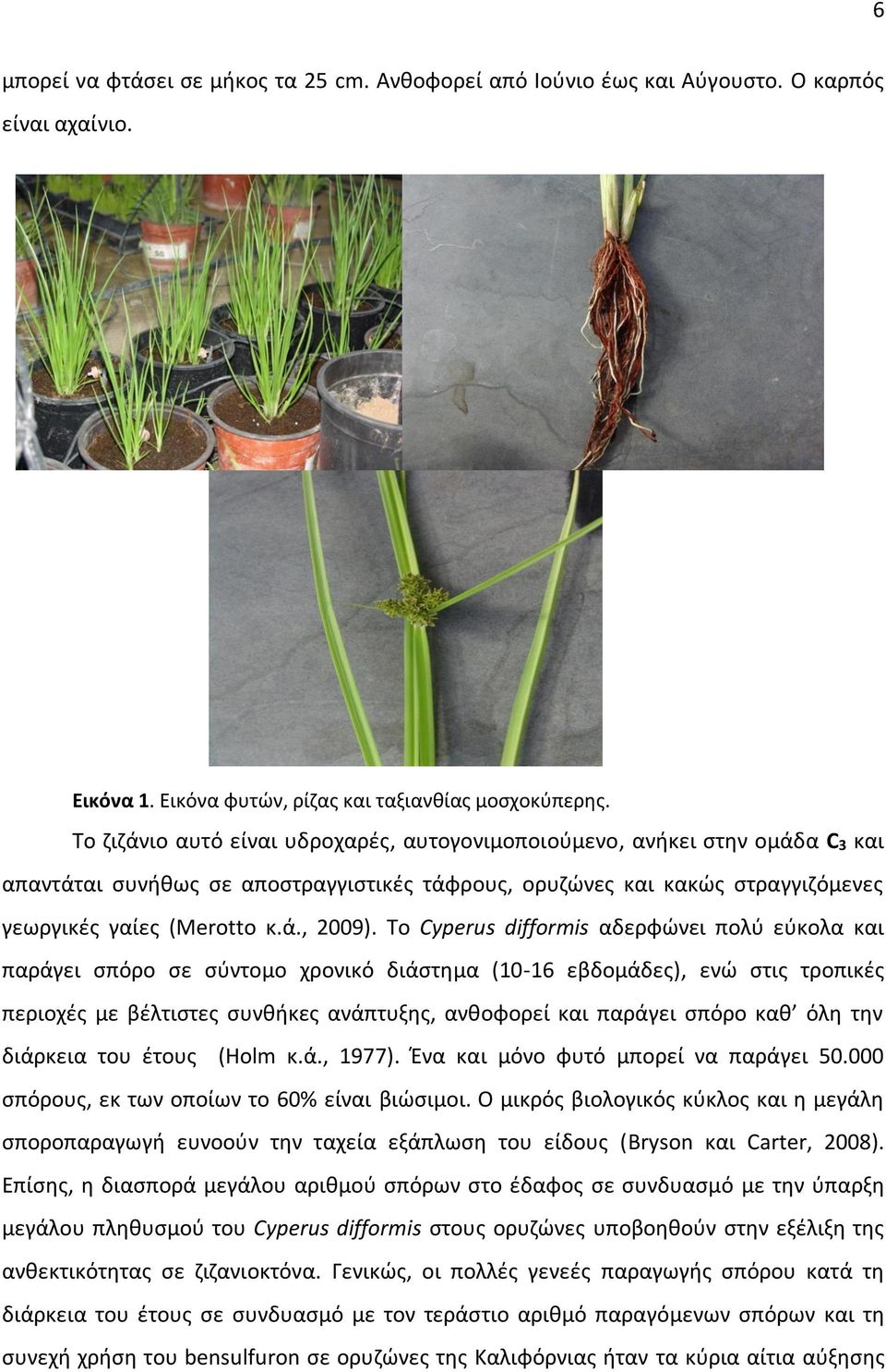 Το Cyperus difformis αδερφώνει πολύ εύκολα και παράγει σπόρο σε σύντομο χρονικό διάστημα (10-16 εβδομάδες), ενώ στις τροπικές περιοχές με βέλτιστες συνθήκες ανάπτυξης, ανθοφορεί και παράγει σπόρο καθ