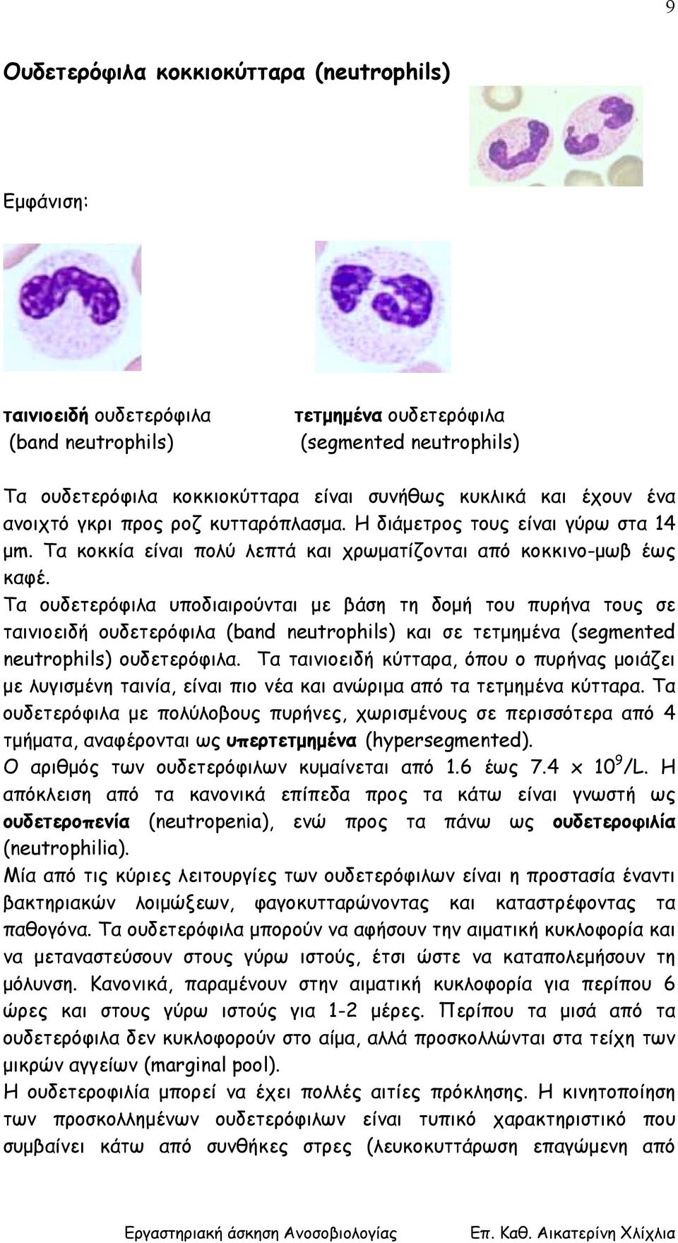 Τα ουδετερόφιλα υποδιαιρούνται µε βάση τη δοµή του πυρήνα τους σε ταινιοειδή ουδετερόφιλα (band neutrophils) και σε τετµηµένα (segmented neutrophils) ουδετερόφιλα.