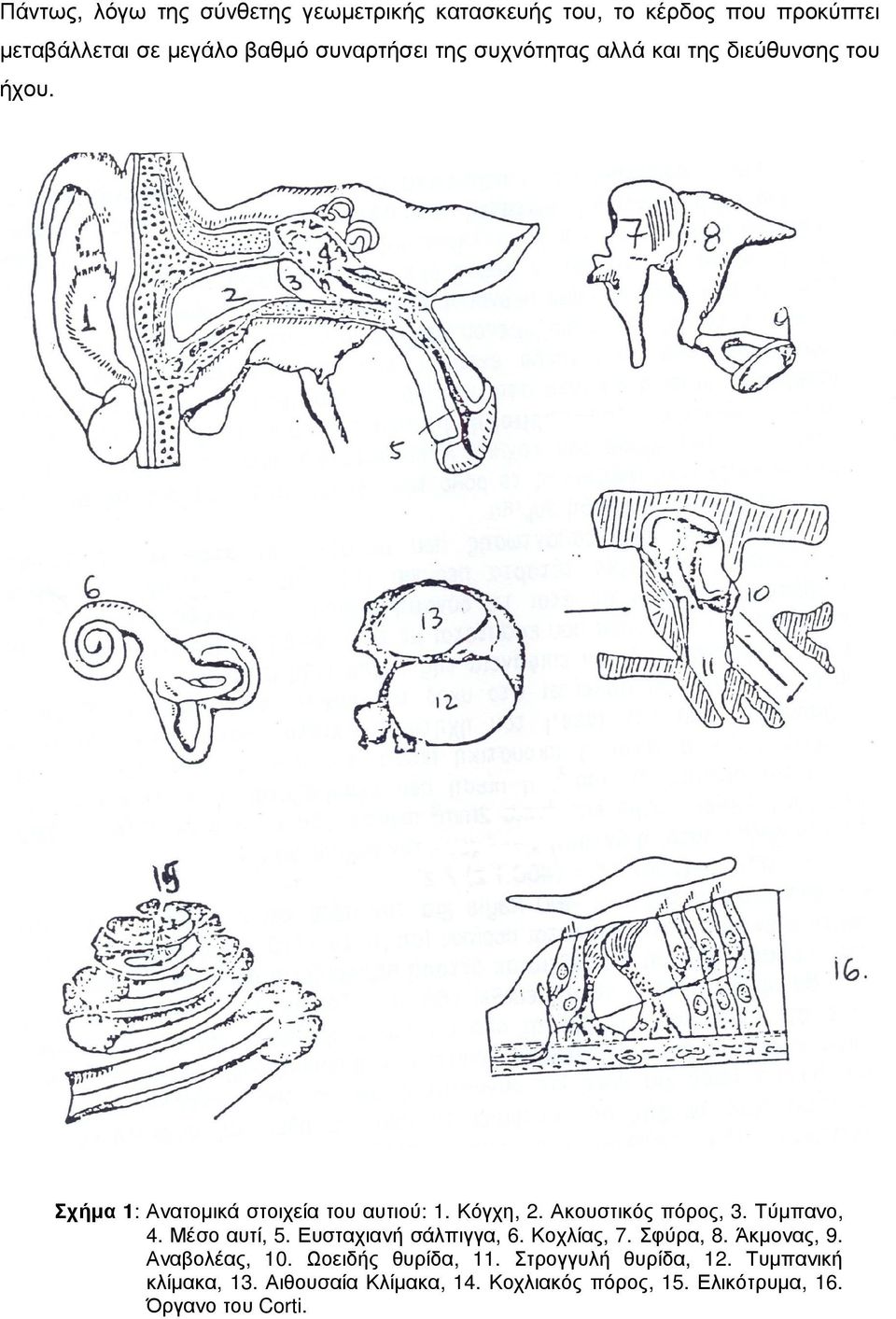 Ακουστικός πόρος, 3. Τύµπανο, 4. Μέσο αυτί, 5. Ευσταχιανή σάλπιγγα, 6. Κοχλίας, 7. Σφύρα, 8. Άκµονας, 9. Αναβολέας, 10.