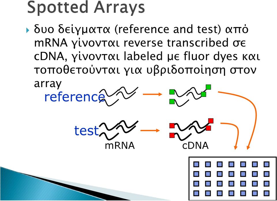 γίνονται labeled με fluor dyes και