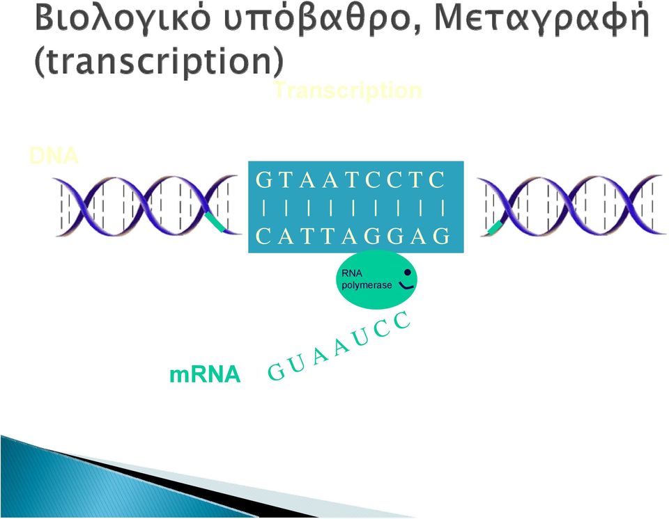 A G G A G RNA