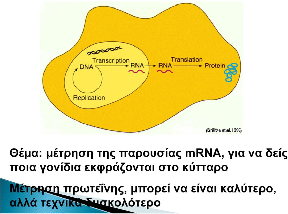 στο κύτταρο Μέτρηση πρωτεΐνης, μπορεί