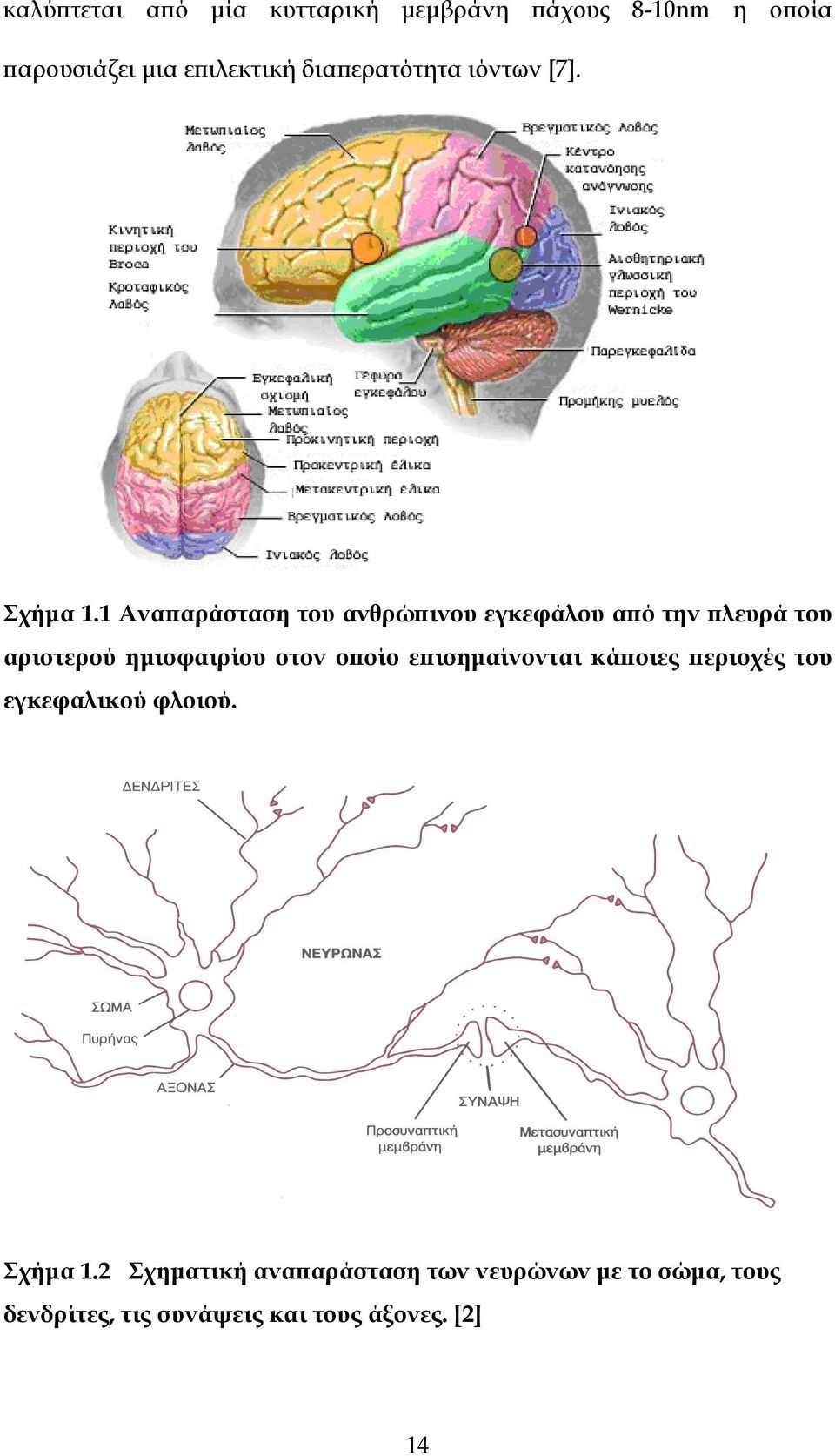 1 Αναϖαράσταση του ανθρώϖινου εγκεφάλου αϖό την ϖλευρά του αριστερού ηµισφαιρίου στον οϖοίο