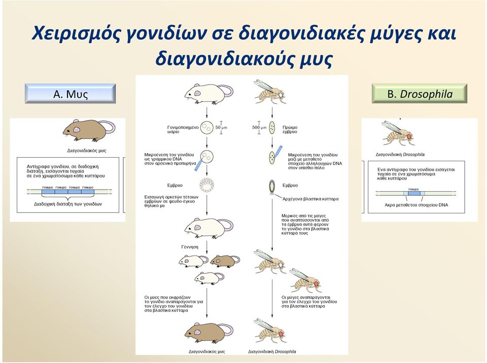 και διαγονιδιακούς