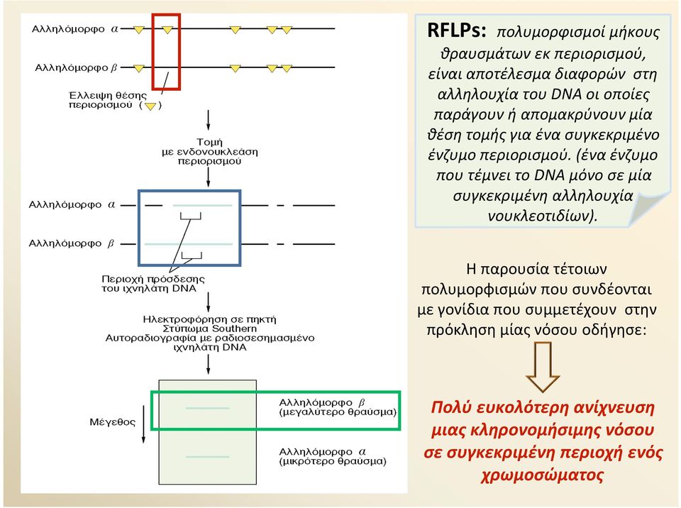 (ένα ένζυμο που τέμνει το DNA μόνο σε μία συγκεκριμένη αλληλουχία νουκλεοτιδίων).