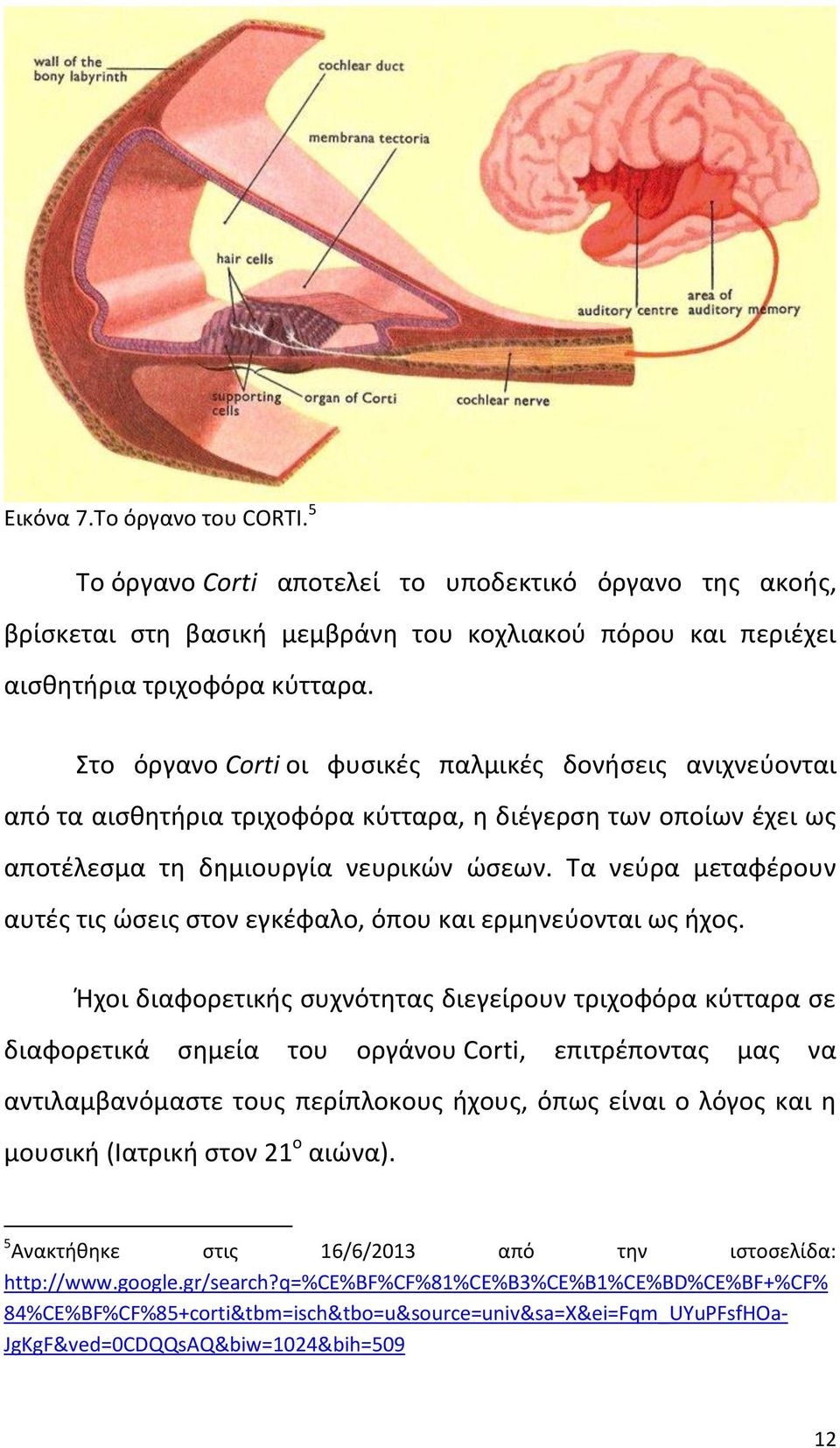 Τα νεύρα μεταφέρουν αυτές τις ώσεις στον εγκέφαλο, όπου και ερμηνεύονται ως ήχος.