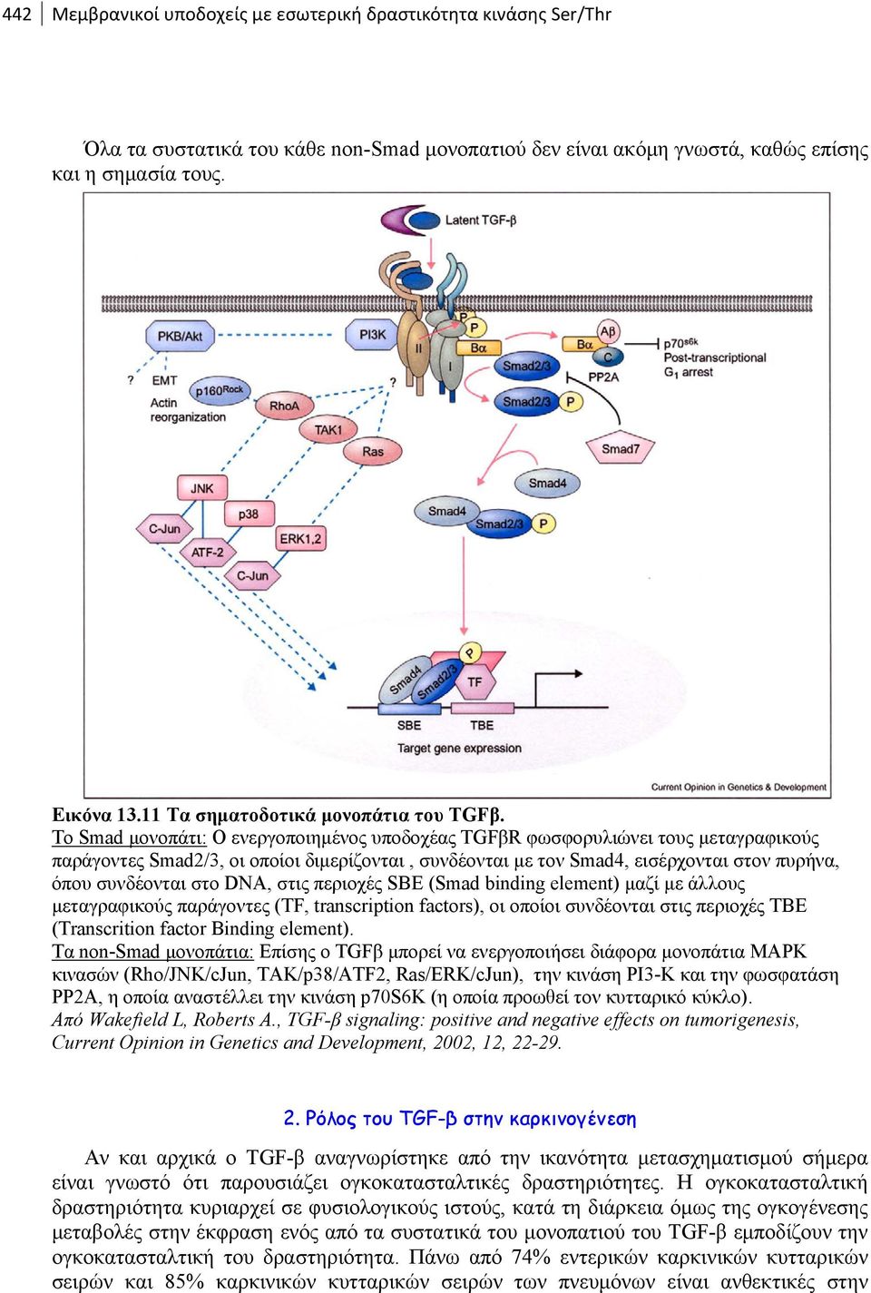 Το Smad μονοπάτι: O ενεργοποιημένος υποδοχέας TGFβR φωσφορυλιώνει τους μεταγραφικούς παράγοντες Smad2/3, οι οποίοι διμερίζονται, συνδέονται με τον Smad4, εισέρχονται στον πυρήνα, όπου συνδέονται στο