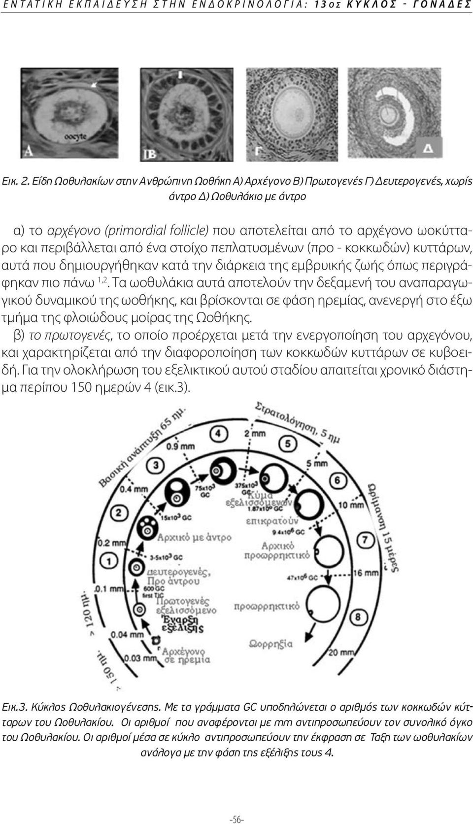 περιβάλλεται από ένα στοίχο πεπλατυσμένων (προ - κοκκωδών) κυττάρων, αυτά που δημιουργήθηκαν κατά την διάρκεια της εμβρυικής ζωής όπως περιγράφηκαν πιο πάνω 1,2.