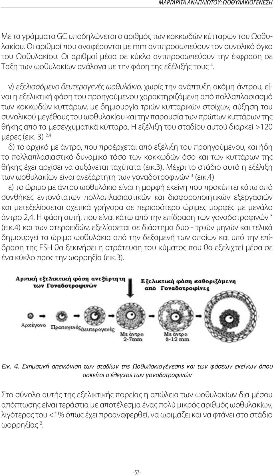 γ) εξελισσόμενο δευτερογενές ωοθυλάκιο, χωρίς την ανάπτυξη ακόμη άντρου, είναι η εξελικτική φάση του προηγούμενου χαρακτηριζόμενη από πολλαπλασιασμό των κοκκωδών κυττάρων, με δημιουργία τριών