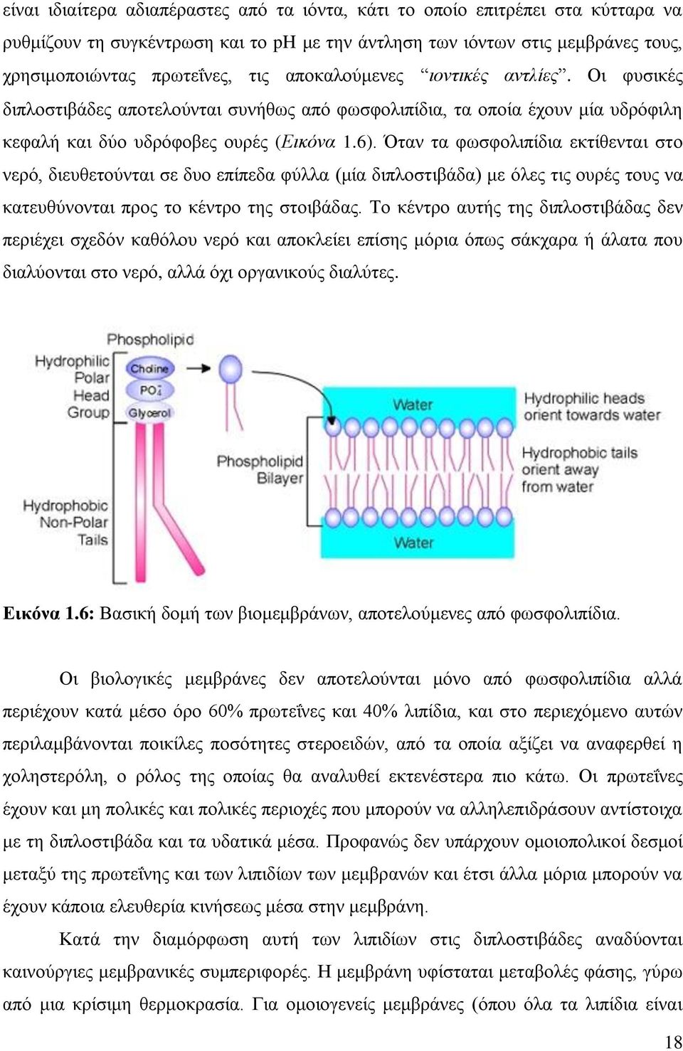 Όταν τα φωσφολιπίδια εκτίθενται στο νερό, διευθετούνται σε δυο επίπεδα φύλλα (μία διπλοστιβάδα) με όλες τις ουρές τους να κατευθύνονται προς το κέντρο της στοιβάδας.