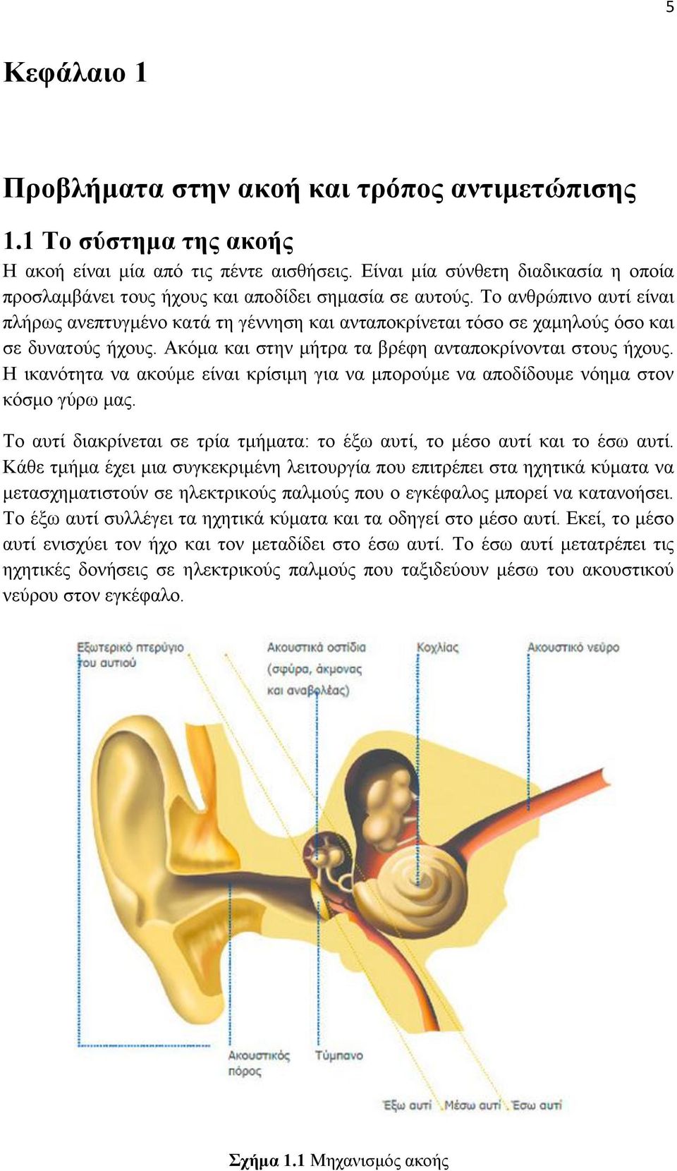 Το ανθρώπινο αυτί είναι πλήρως ανεπτυγμένο κατά τη γέννηση και ανταποκρίνεται τόσο σε χαμηλούς όσο και σε δυνατούς ήχους. Ακόμα και στην μήτρα τα βρέφη ανταποκρίνονται στους ήχους.