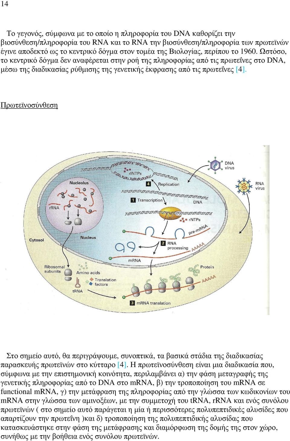 Πρωτεϊνοσύνθεση Στο σηµείο αυτό, θα περιγράψουµε, συνοπτικά, τα βασικά στάδια της διαδικασίας παρασκευής πρωτεϊνών στο κύτταρο [4].