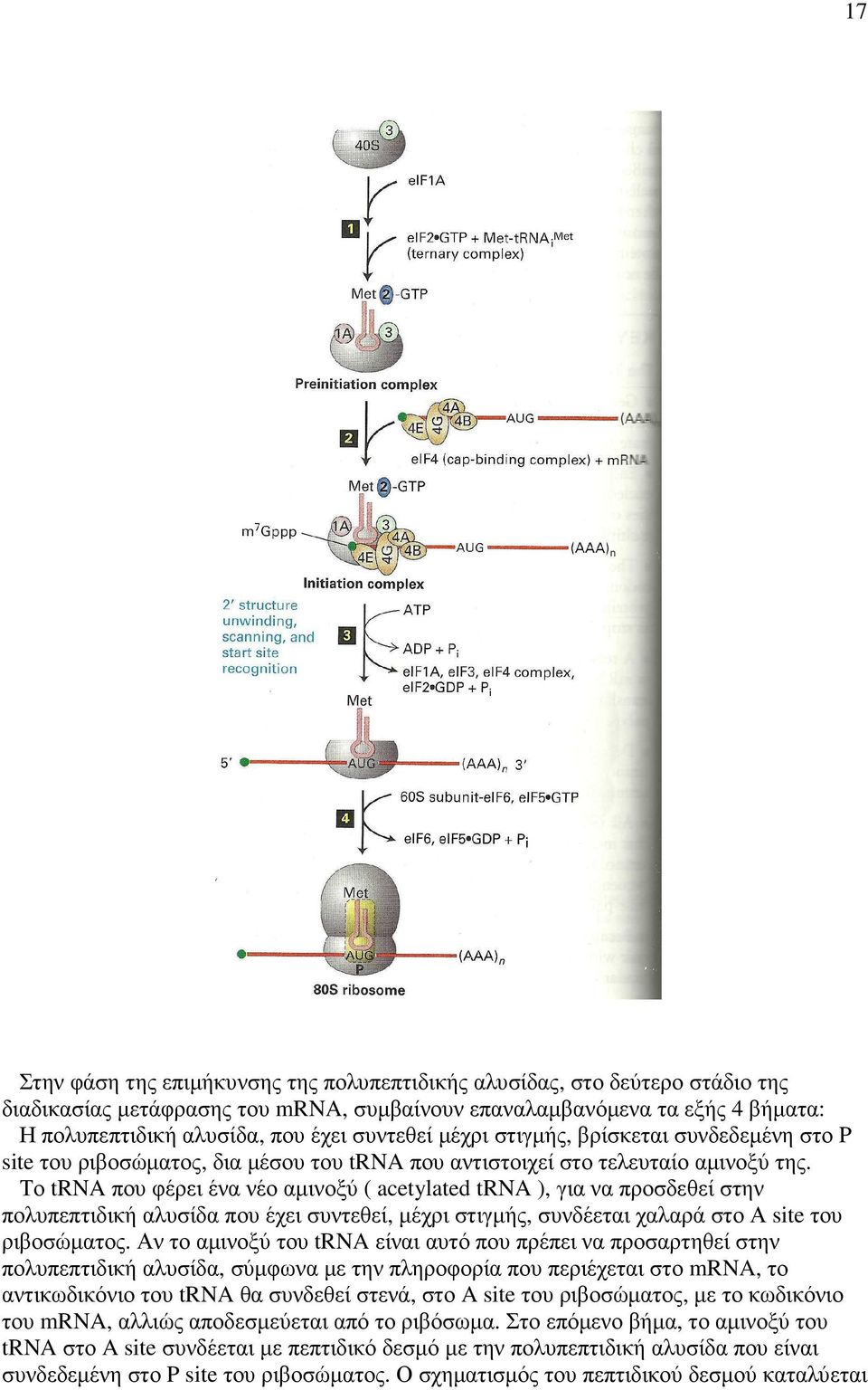 Το trna που φέρει ένα νέο αµινοξύ ( acetylated trna ), για να προσδεθεί στην πολυπεπτιδική αλυσίδα που έχει συντεθεί, µέχρι στιγµής, συνδέεται χαλαρά στο Α site του ριβοσώµατος.