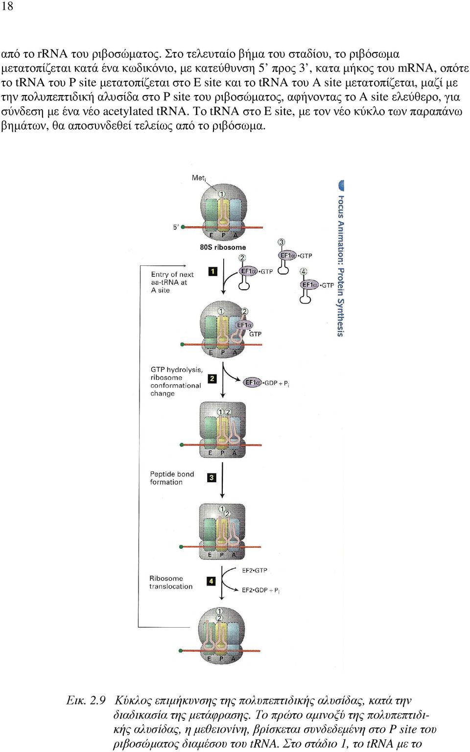 trna του A site µετατοπίζεται, µαζί µε την πολυπεπτιδική αλυσίδα στο P site του ριβοσώµατος, αφήνοντας το A site ελεύθερο, για σύνδεση µε ένα νέο acetylated trna.