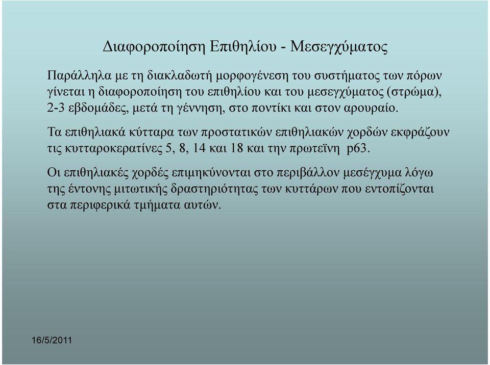 Τα επιθηλιακά κύτταρα των προστατικών επιθηλιακών χορδών εκφράζουν τις κυτταροκερατίνες 5, 8, 14 και 18 και την πρωτεϊνη p63.