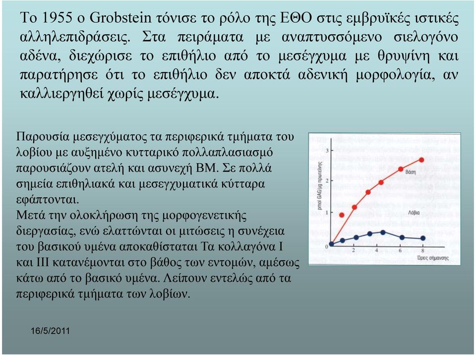 µεσέγχυµα. Παρουσία µεσεγχύµατος τα περιφερικά τµήµατα του λοβίου µε αυξηµένο κυτταρικό πολλαπλασιασµό παρουσιάζουν ατελή και ασυνεχή ΒΜ.