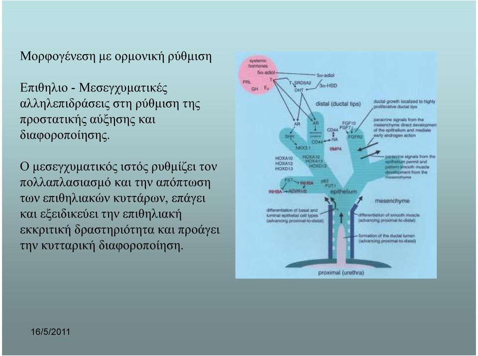 Ο µεσεγχυµατικός ιστός ρυθµίζει τον πολλαπλασιασµό και την απόπτωση των