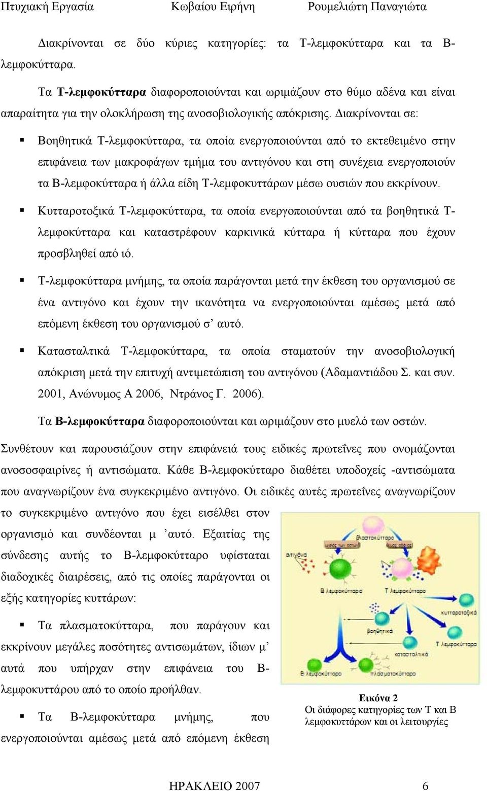 Διακρίνονται σε: Βοηθητικά Τ-λεμφοκύτταρα, τα οποία ενεργοποιούνται από το εκτεθειμένο στην επιφάνεια των μακροφάγων τμήμα του αντιγόνου και στη συνέχεια ενεργοποιούν τα Β-λεμφοκύτταρα ή άλλα είδη