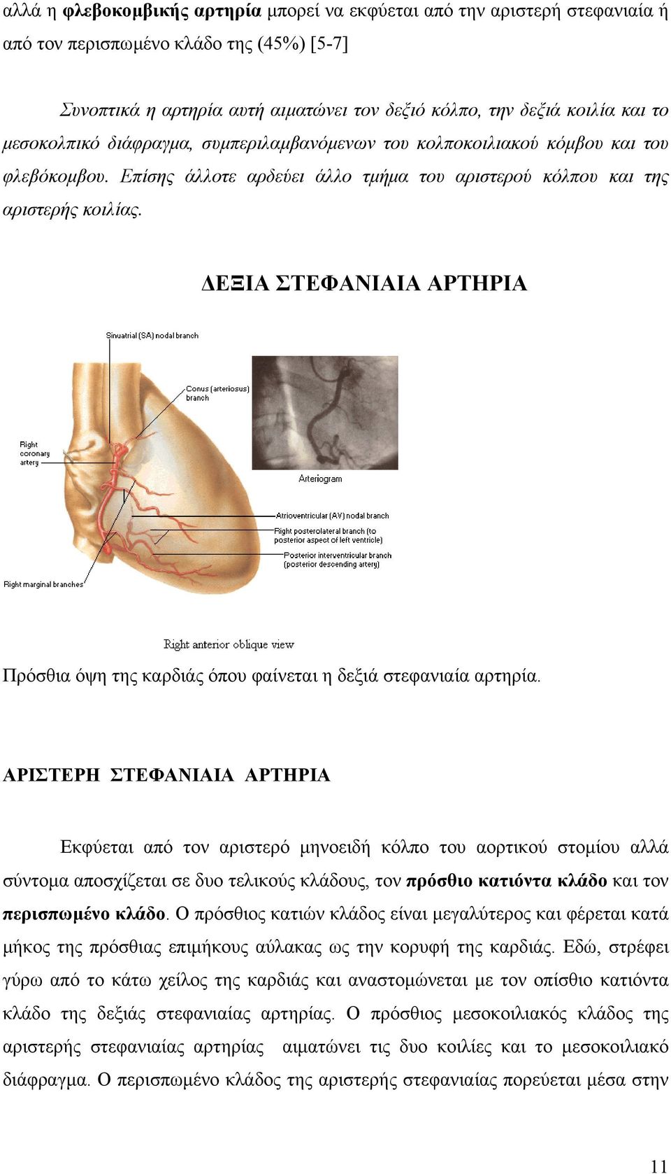 ΕΞΙΑ ΣΤΕΦΑΝΙΑΙΑ ΑΡΤΗΡΙΑ Πρόσθια όψη της καρδιάς όπου φαίνεται η δεξιά στεφανιαία αρτηρία.